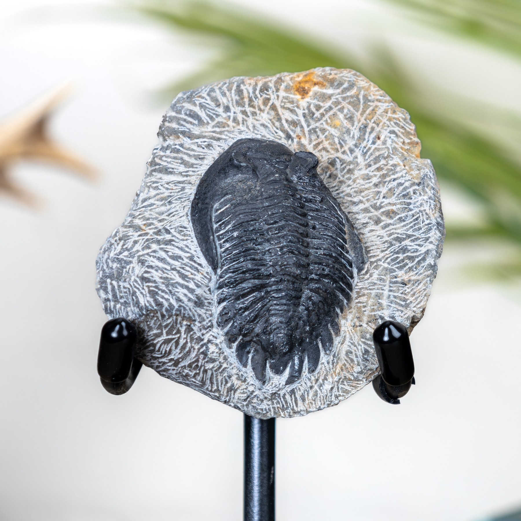 Hollardops Trilobite Fossil on Stand (Hollardops sp)