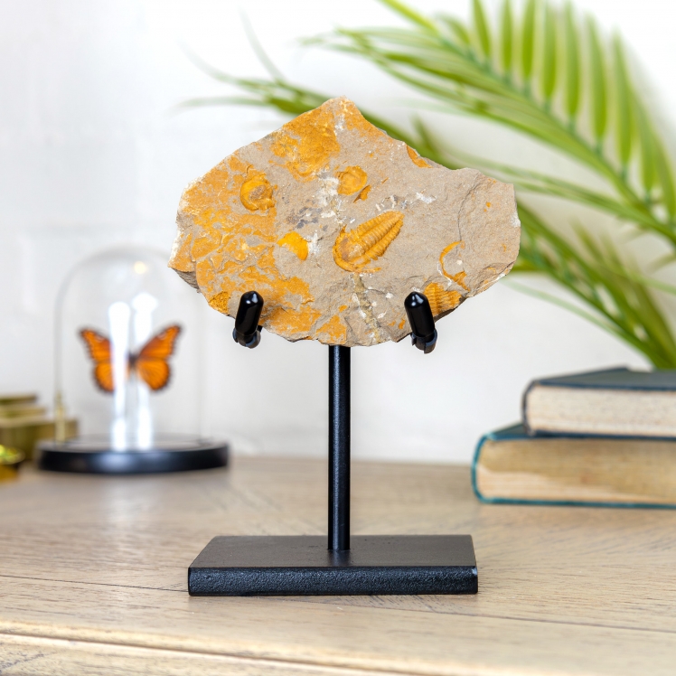 Cambrian Trilobite Fossil on Stand (Redlichiida sp)