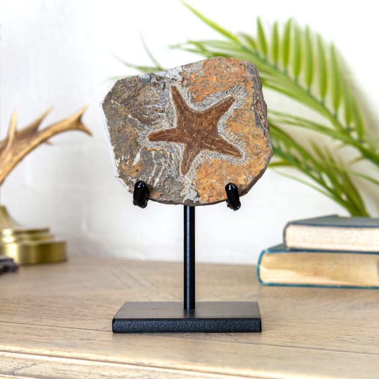 Starfish Fossil on Stand (Petraster sp)