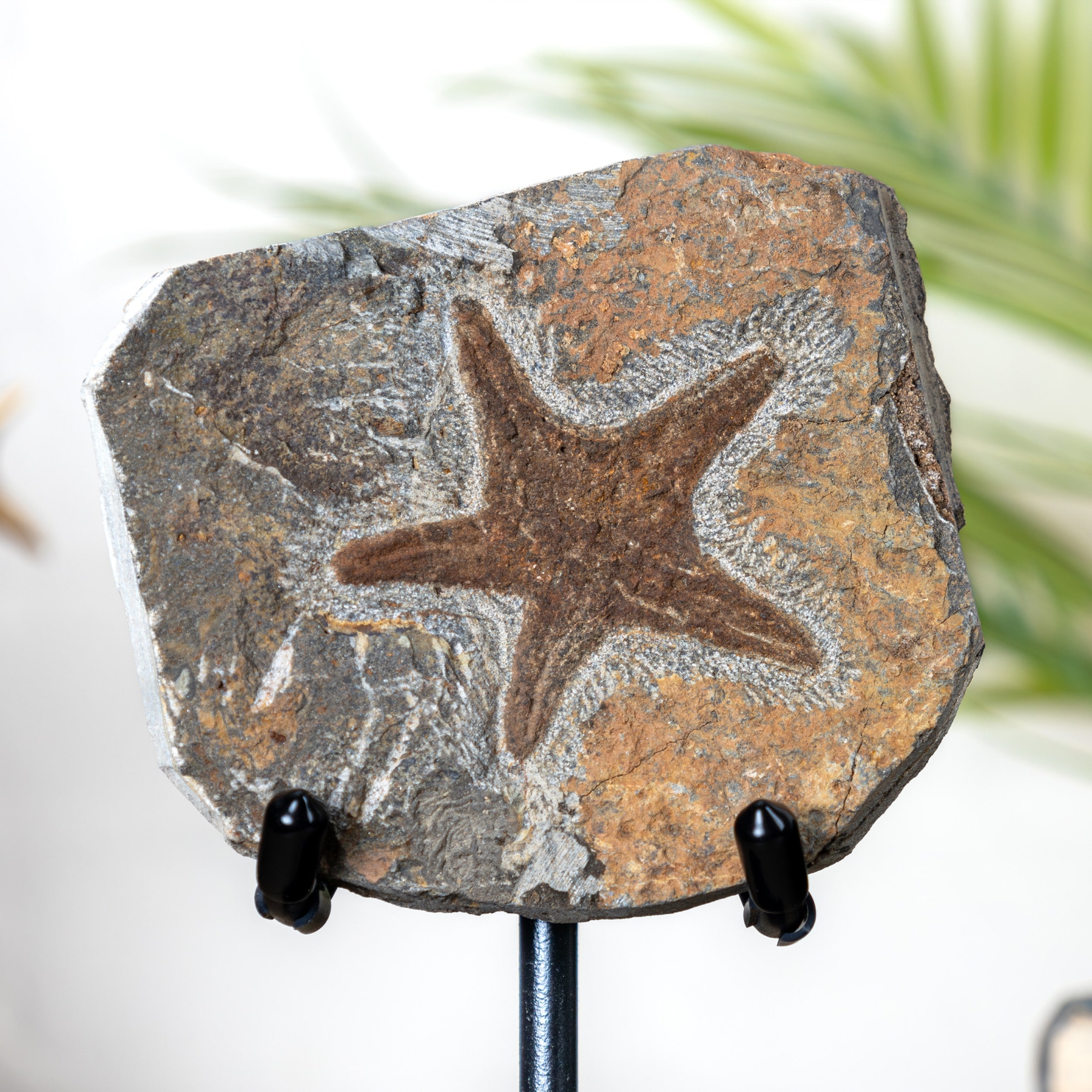 Starfish Fossil on Stand (Petraster sp) Starfish Fossil on Stand (Petraster sp)