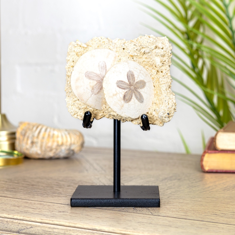 Scutella echinoid Fossil on Stand (Scutella sp)