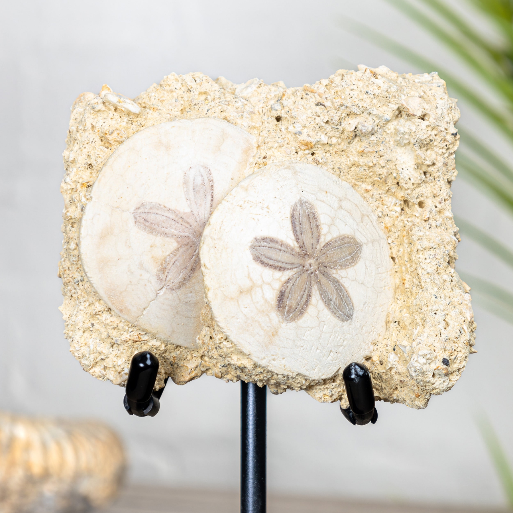 Scutella echinoid Fossil on Stand (Scutella sp)