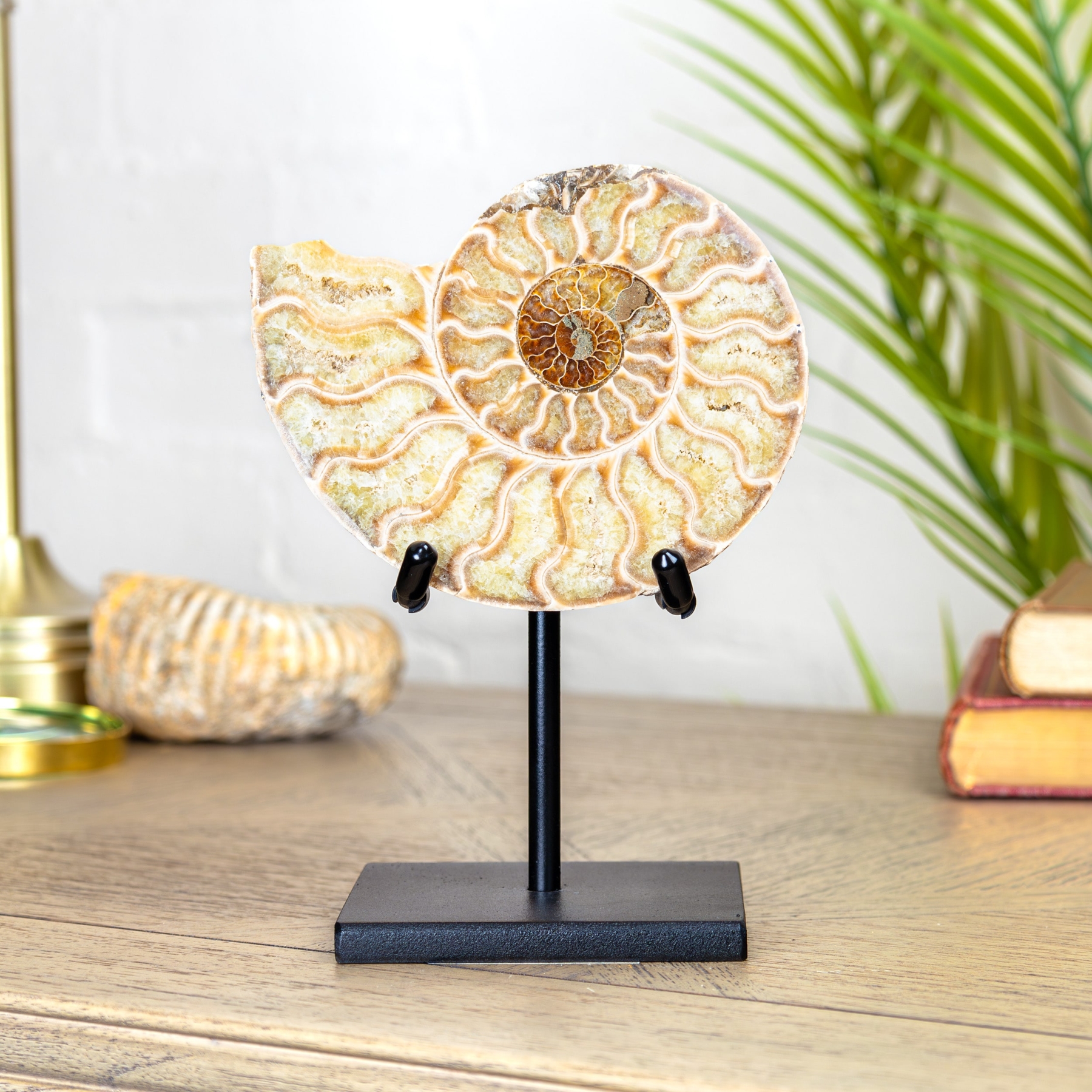 Minibeast 4.5 Inch Ammonite Fossil Giallo Tagliato & Lucidato Su Supporto (Cleoniceras sp)