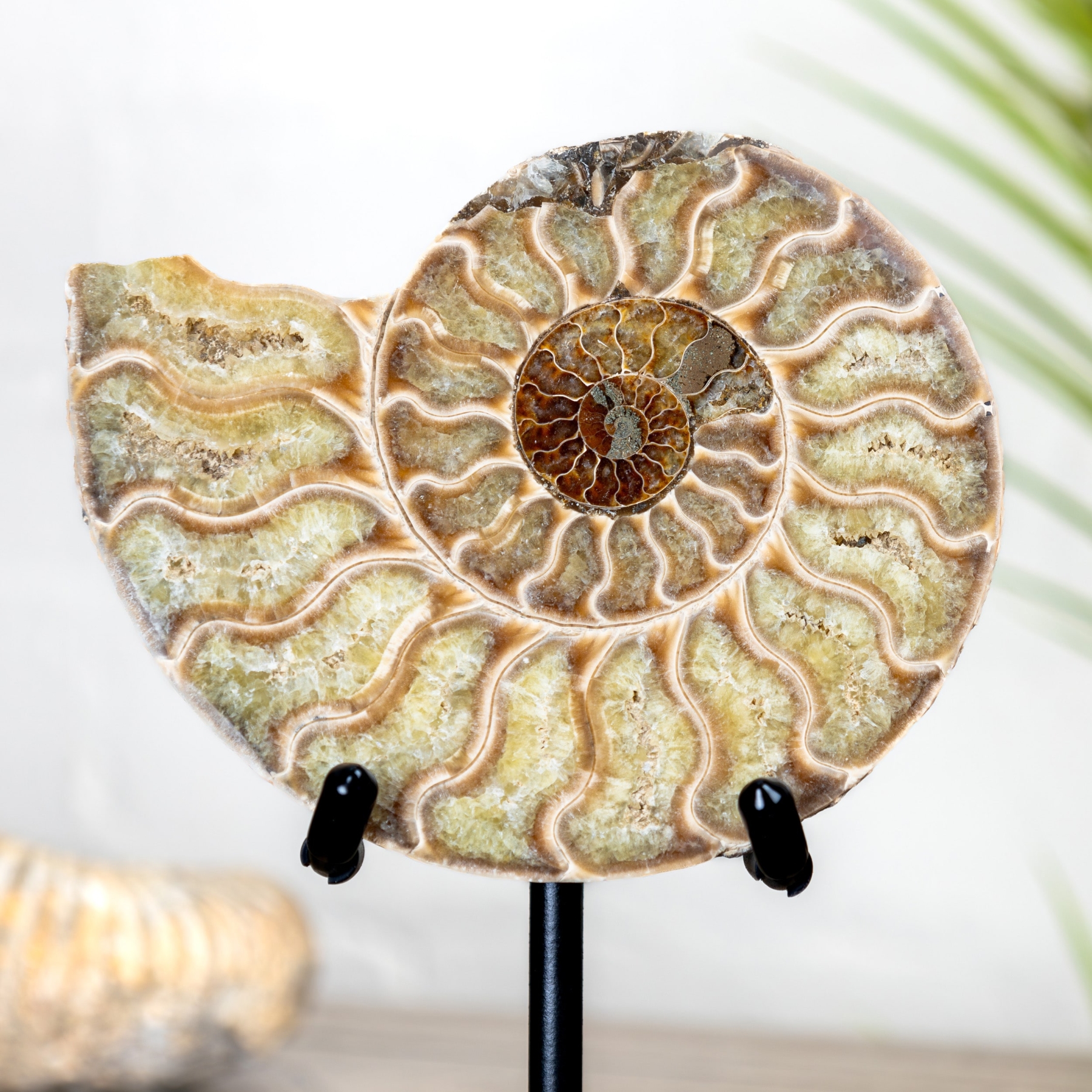 Minibeast 4.5 Inch Ammonite Fossil Giallo Tagliato & Lucidato Su Supporto (Cleoniceras sp)