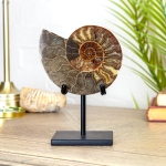 Minibeast 6 Inch Cut & Polished Ammonite Fossil on Stand (Cleoniceras sp)