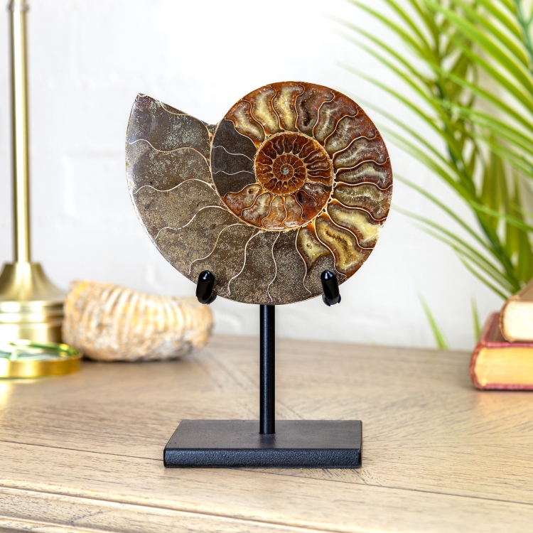 Polished & Sliced Ammonite Fossil on Stand (Cleoniceras sp)