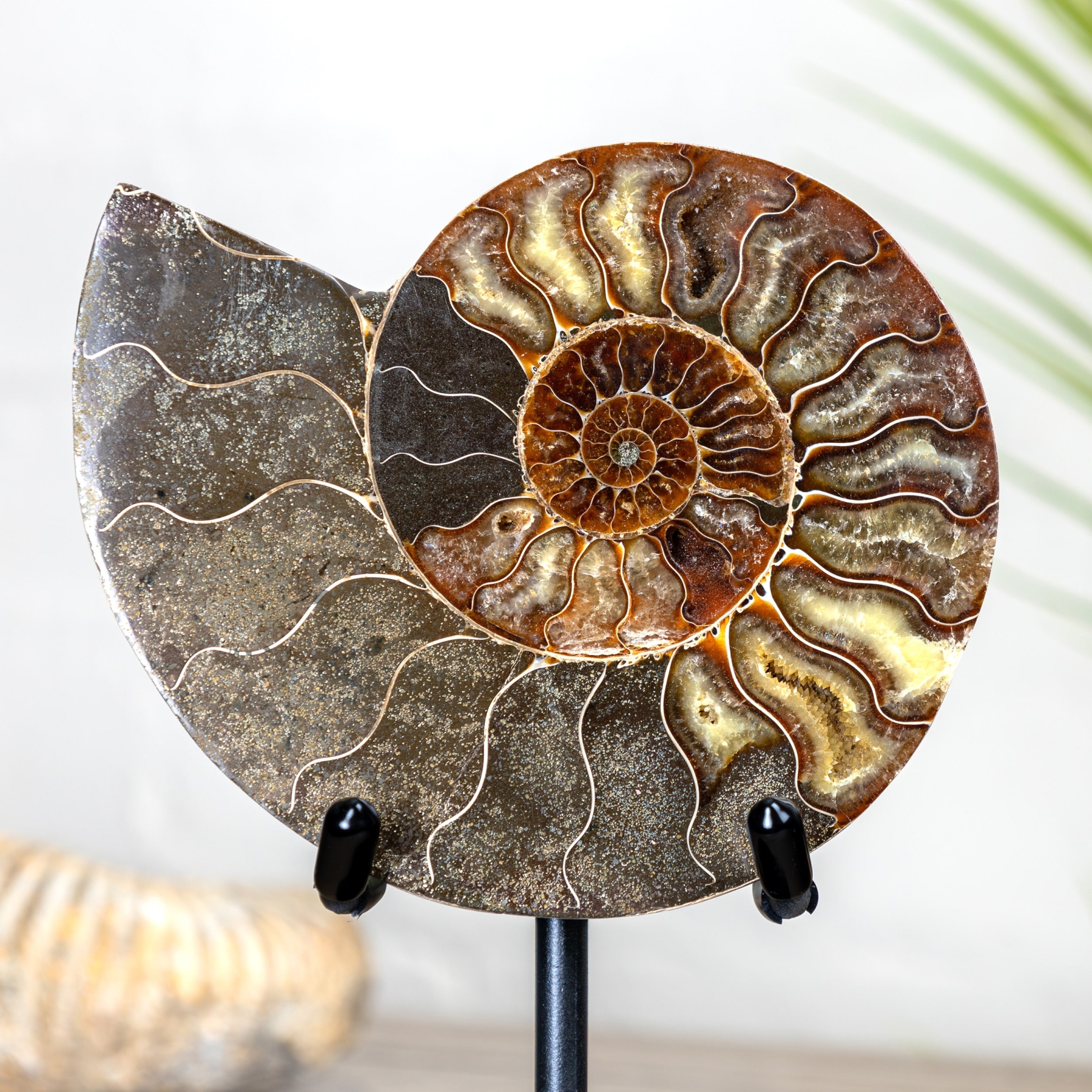 6 Inch Cut & Polished Ammonite Fossil on Stand (Cleoniceras sp)