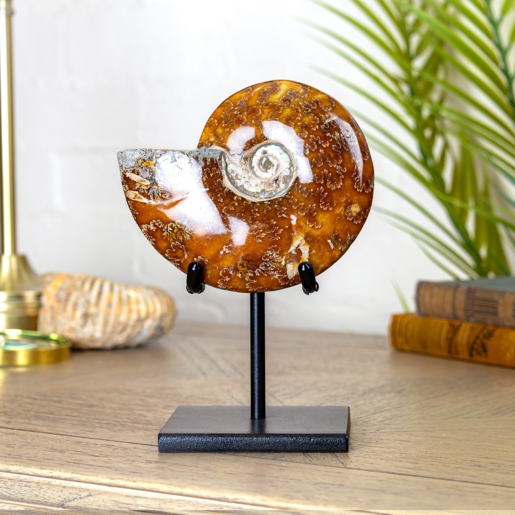 Whole Polished Ammonite Fossil on Stand (Cleoniceras sp)