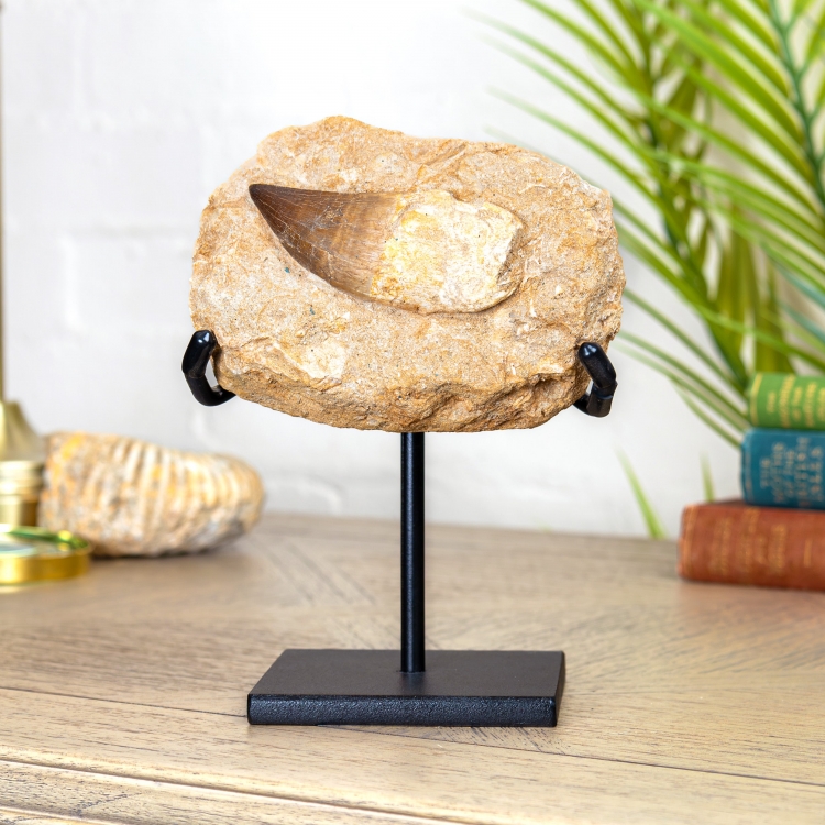 Mosasaur Tooth & Root on Original Matrix Fossil on Stand (Mosasaurus sp)