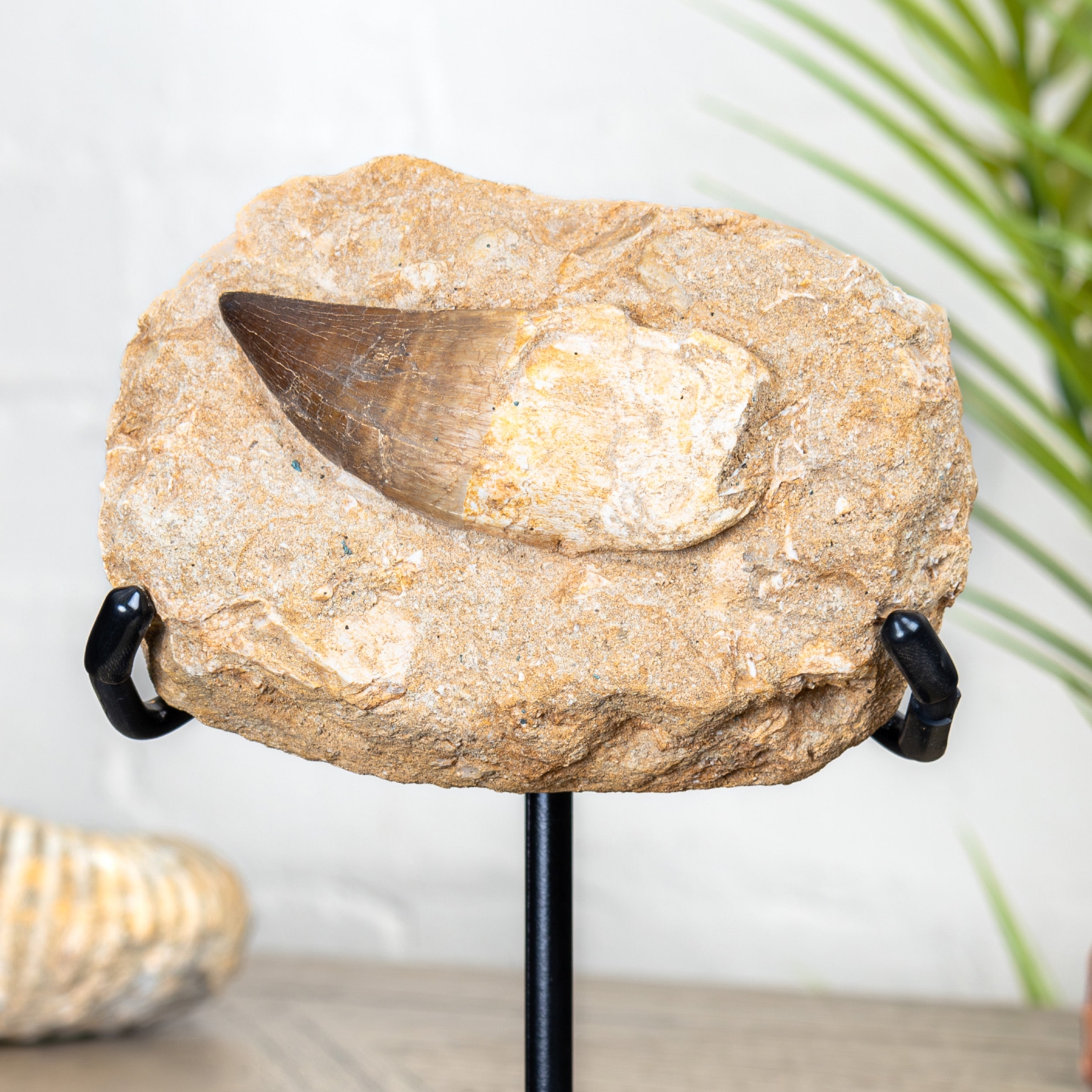 Mosasaur Tooth & Root Fossil with Original Matrix on Stand (Mosasaurus sp) Mosasaur Tooth & Root Fossil with Original Matrix on Stand (Mosasaurus sp)