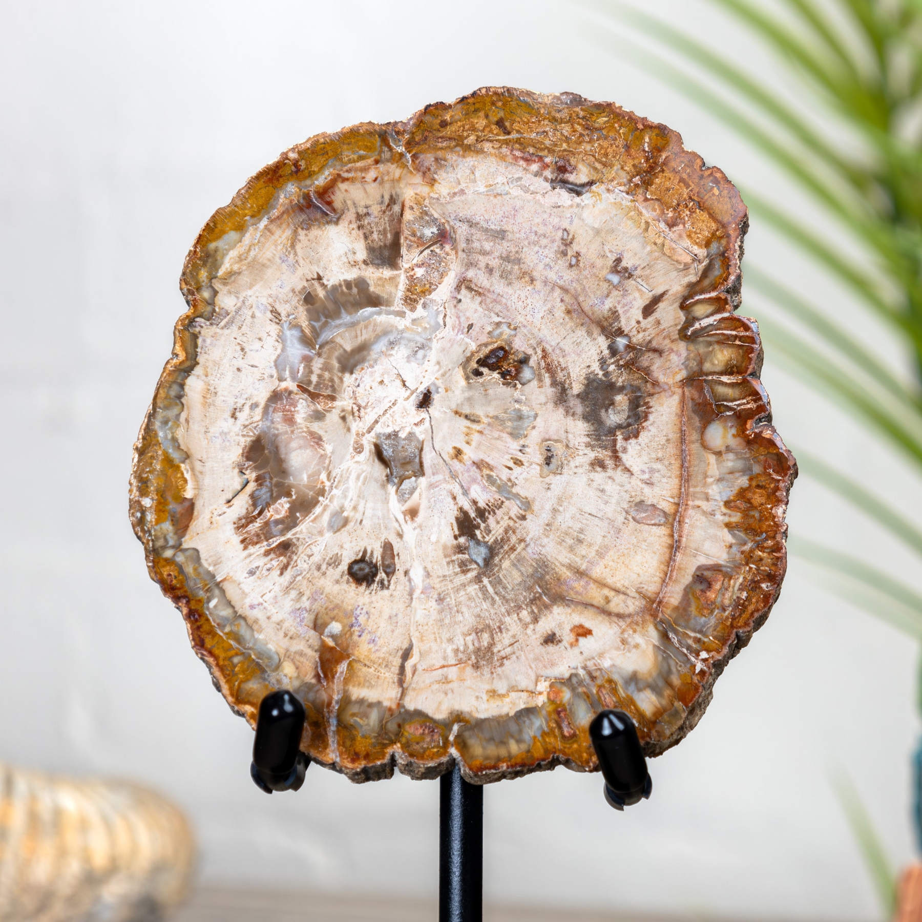Petrified Wood Fossil on Stand (Cleoniceras sp)