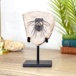 Minibeast Dicranurus Trilobite Matrix on Stand (Dicranurus sp)