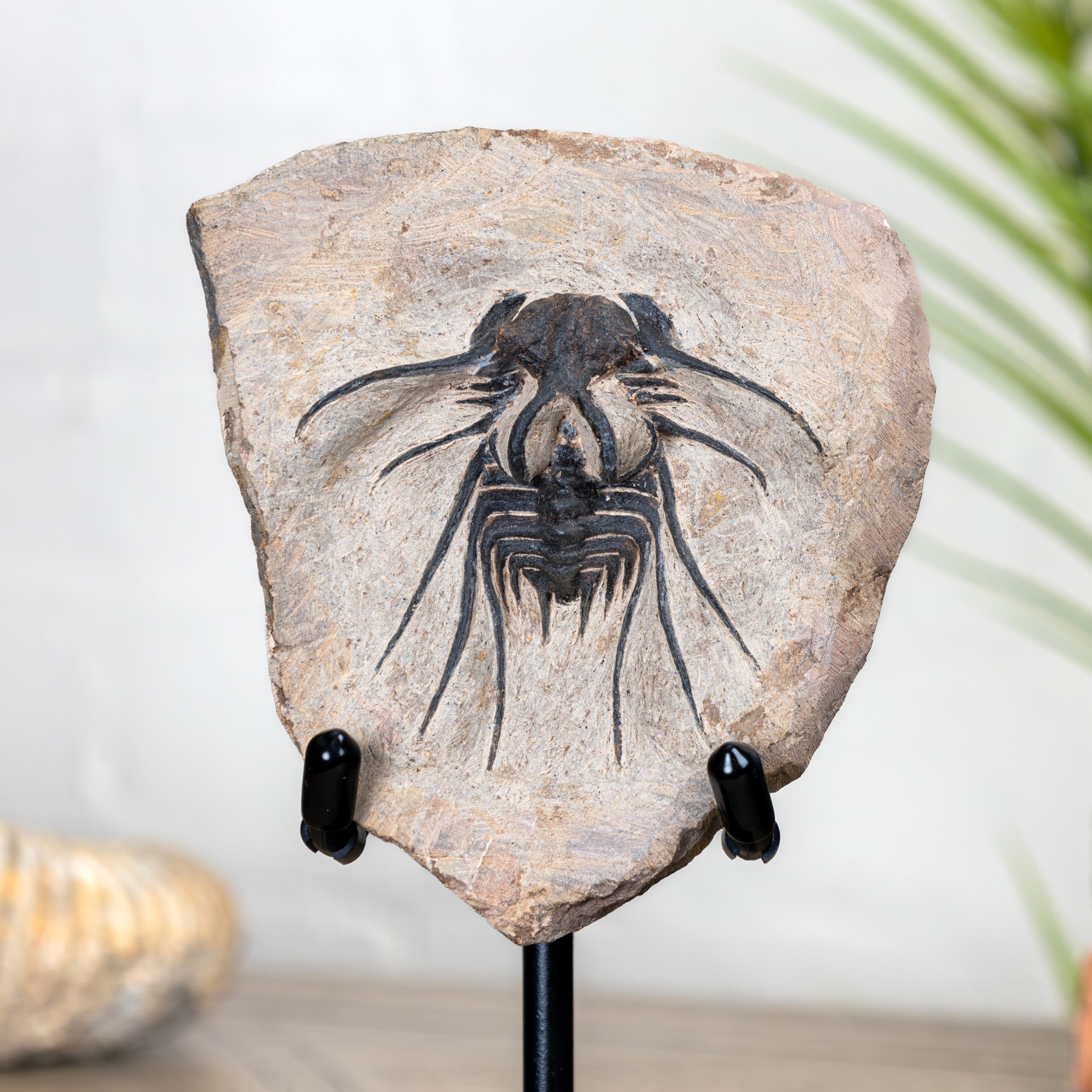 Dicranurus Trilobite Matrix on Stand (Dicranurus sp)