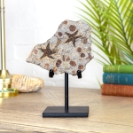Minibeast Starfish Fossil on Stand (Petraster sp)
