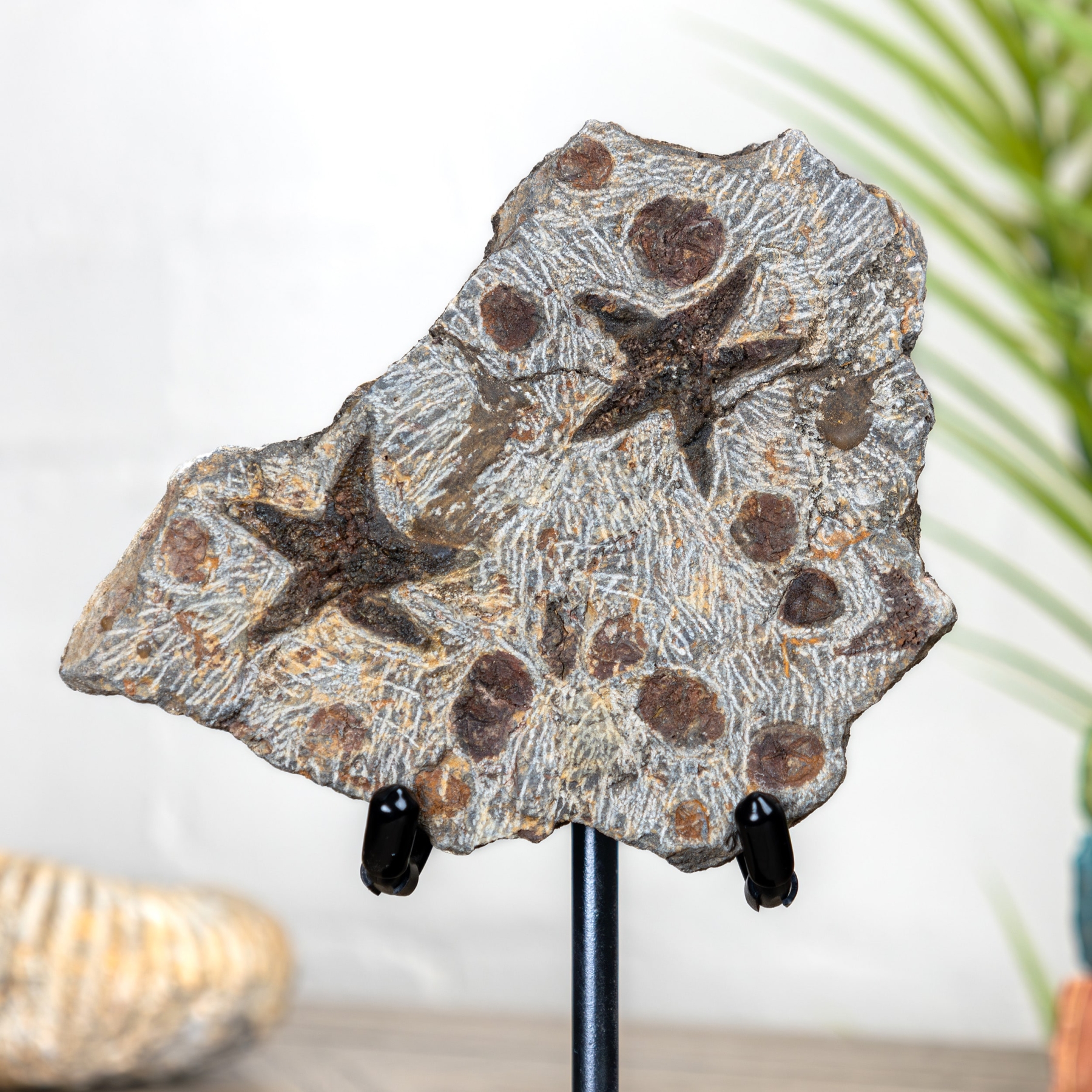 Starfish Fossil on Stand (Petraster sp)