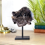 Minibeast Black Petrified Wood Fossil on Stand