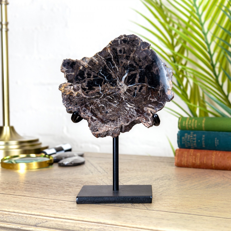 Large Black Petrified Wood Fossil on Stand