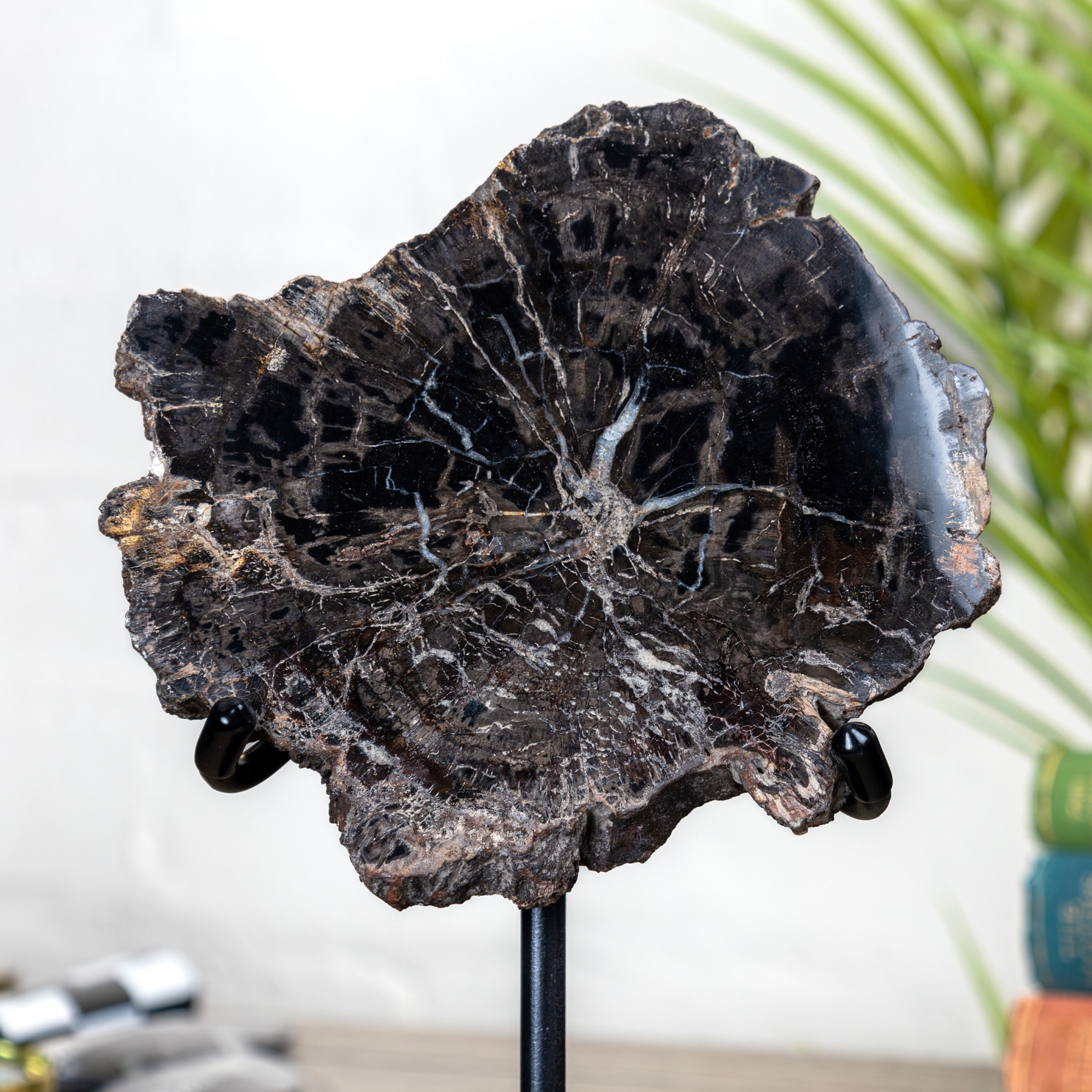 Black Petrified Wood Fossil on Stand