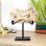 Minibeast Turritella Gastropods on Stand (Turritella sp)