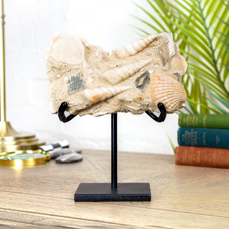 Turritella Gastropods on Stand (Turritella sp)