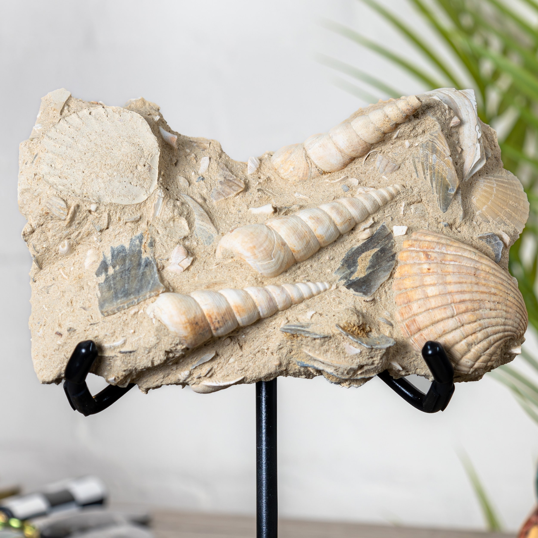 Turritella Gastropods on Stand (Turritella sp)