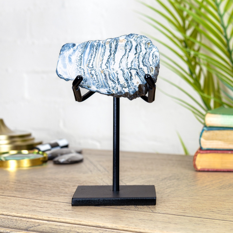 Polished Woolly Mammoth Tooth Fossil on Stand (Mammuthus sp)