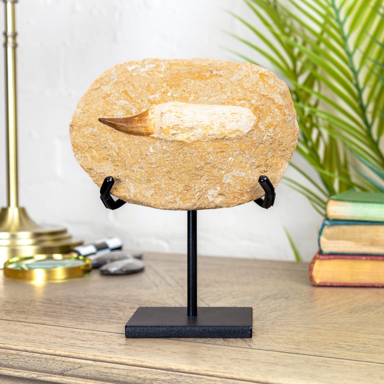 Mosasaur Root & Tooth Fossil Matrix on Stand (Mosasaurus sp)