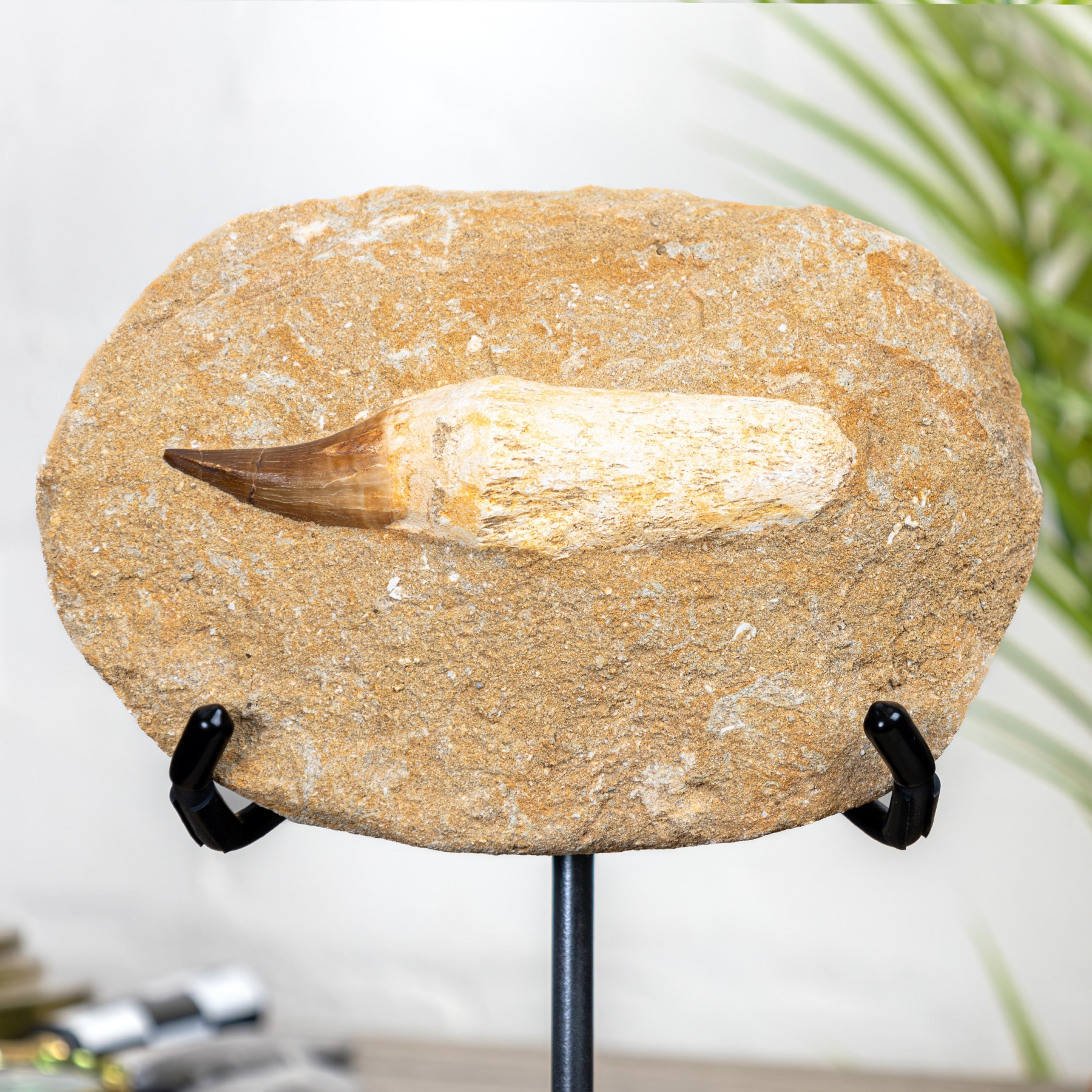 Mosasaur Root & Tooth Matrix on Stand (Mosasaurus sp)