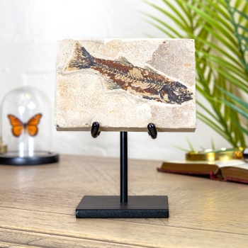 Mioplosus Fish Fossil on Stand (Mioplosus sp)