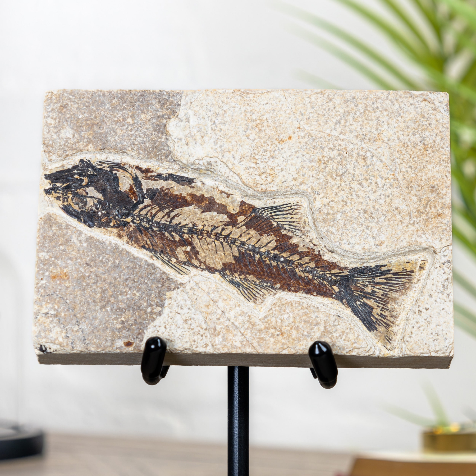 Minibeast Mioplosus Fish Fossil on Stand (Mioplosus sp)