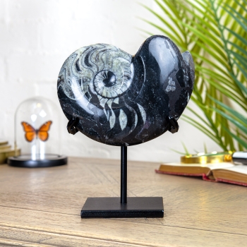 XL 6.5 Inch Goniatite Ammonite Fossil on Stand (Goniatite sp)