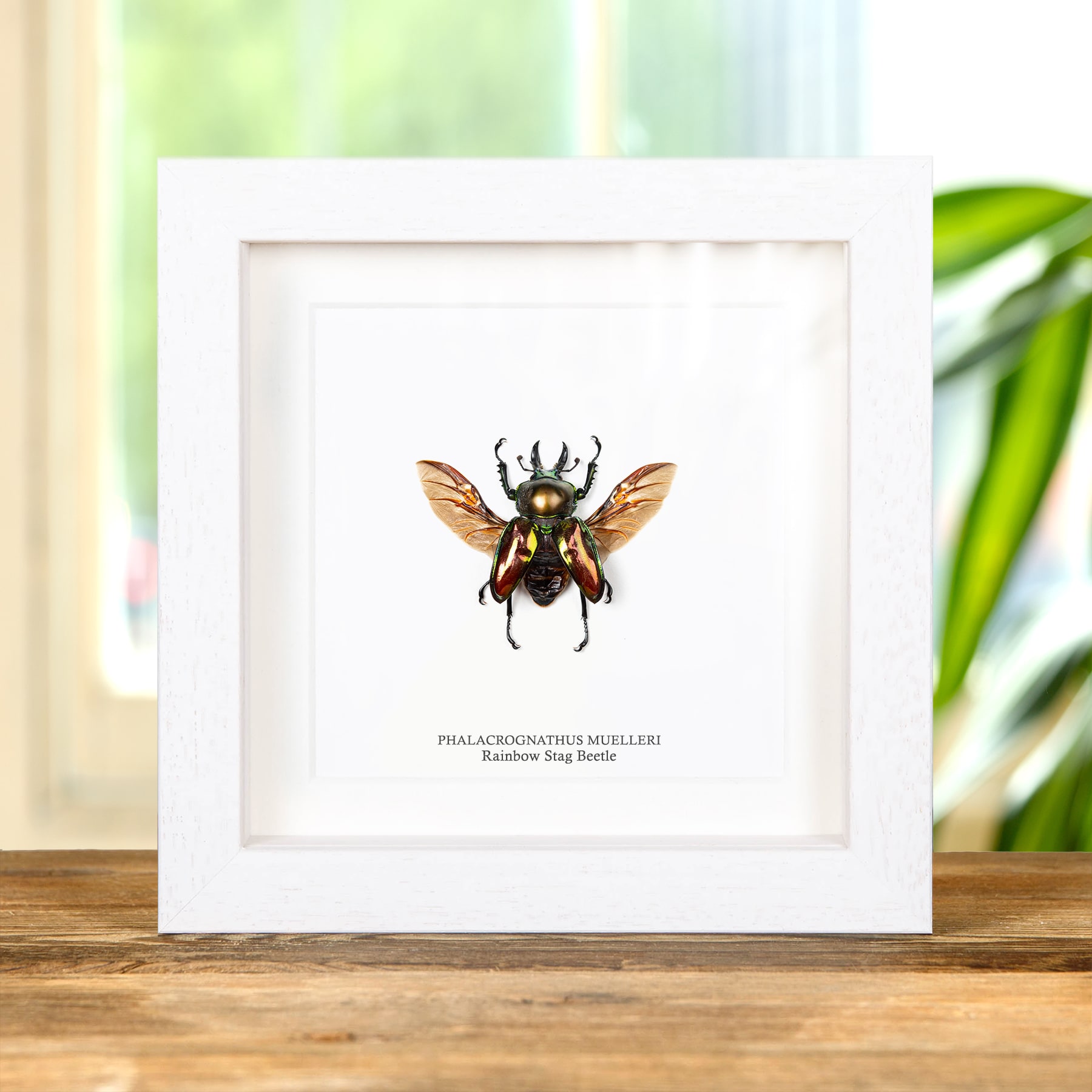 Rainbow Stag Beetle 43-50mm In Box Frame (Phalacrognathus muelleri)