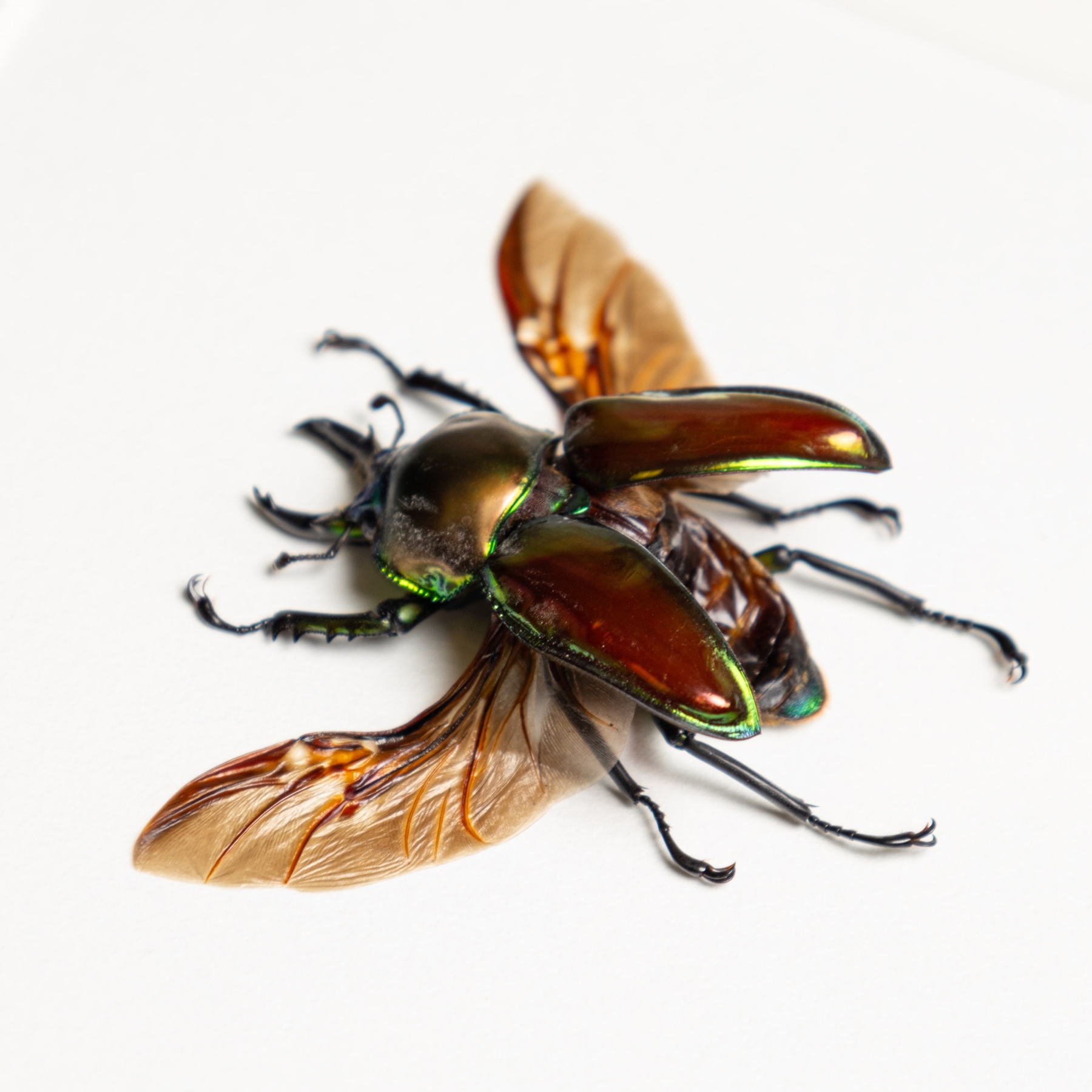 Rainbow Stag Beetle 43-50mm In Box Frame (Phalacrognathus muelleri)