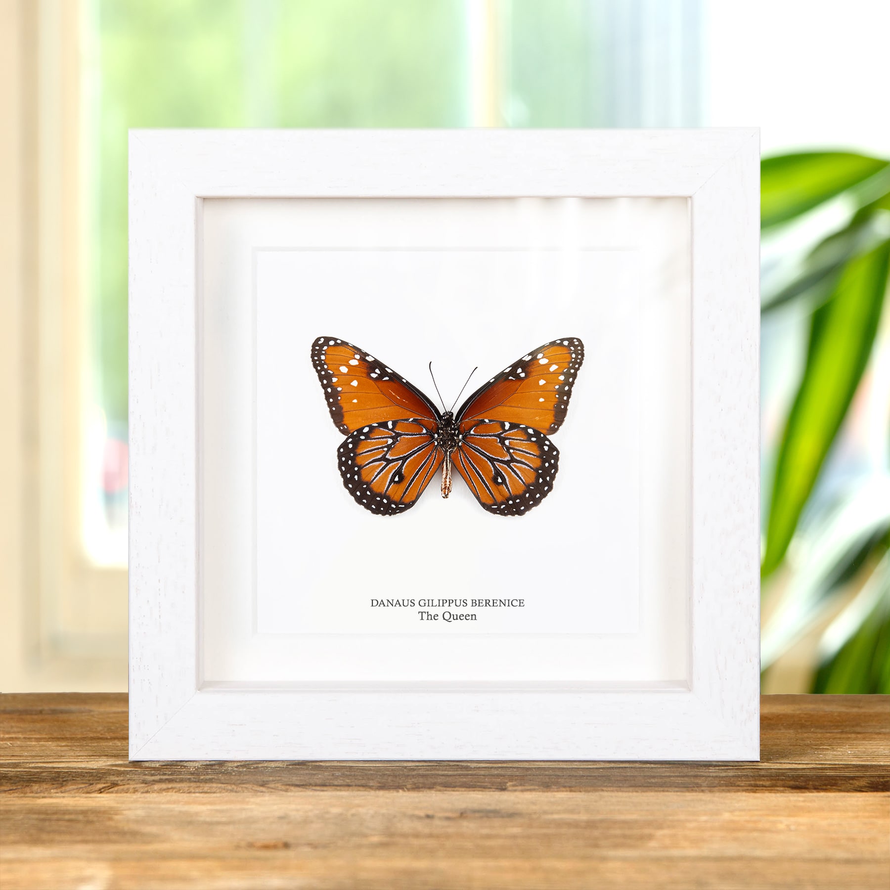 Minibeast The Queen Butterfly Ventral Side In Box Frame (Danaus gilippus berenice)