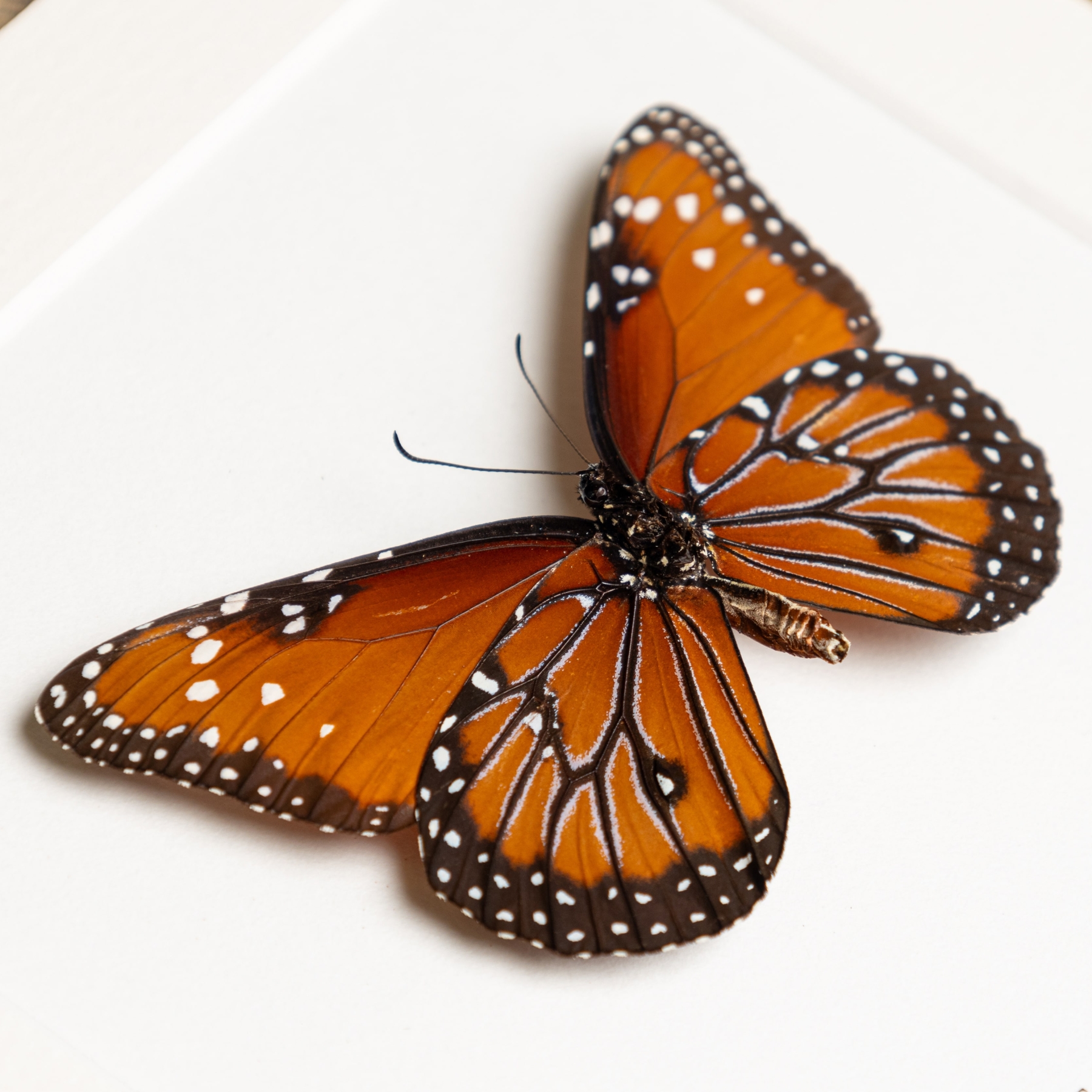 Minibeast The Queen Butterfly Ventral Side In Box Frame (Danaus gilippus berenice)