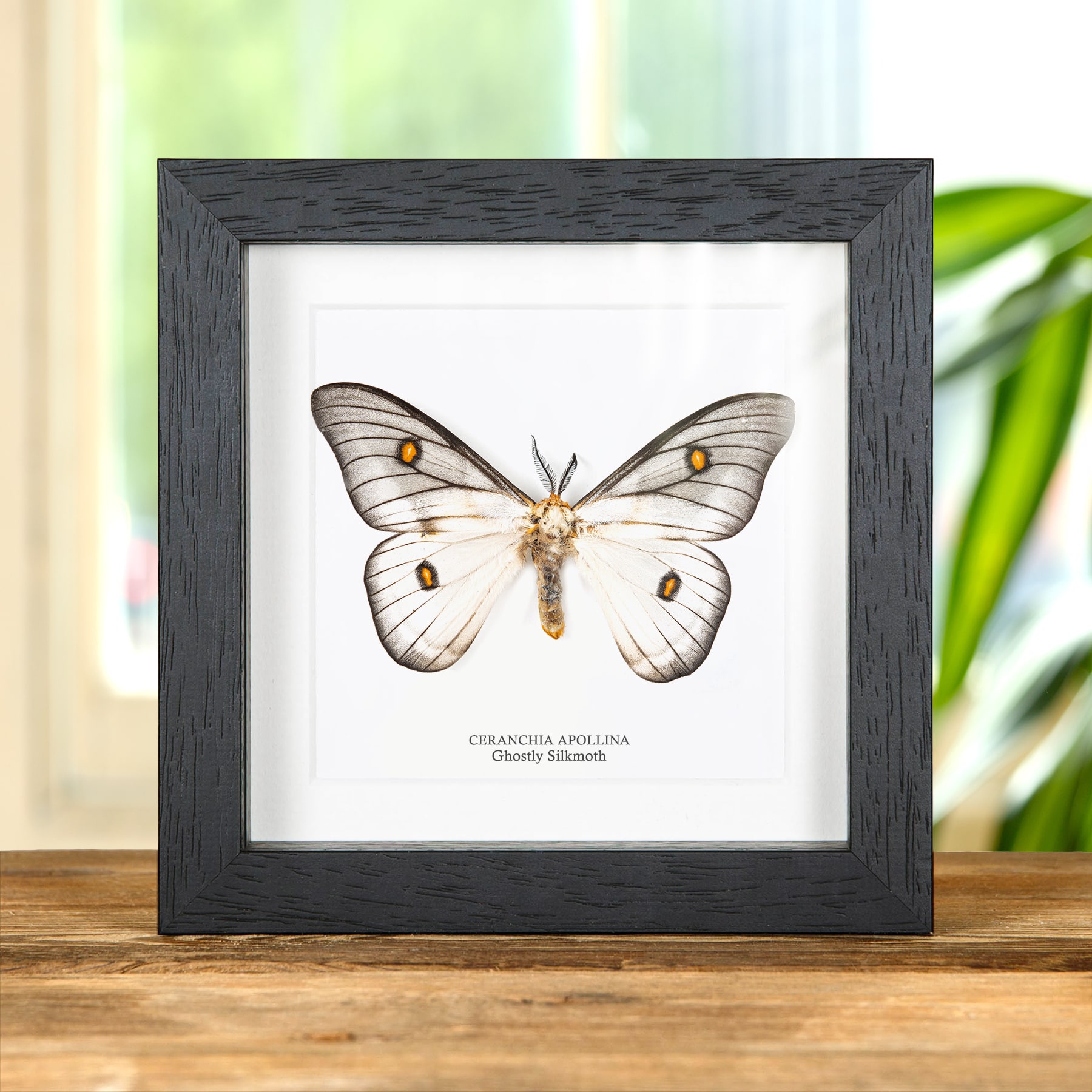 標本 Ceranchia apollina2 pair 112mm 122mm Ghostly SilkMoth In Box Frame (Ceranchia apollina)