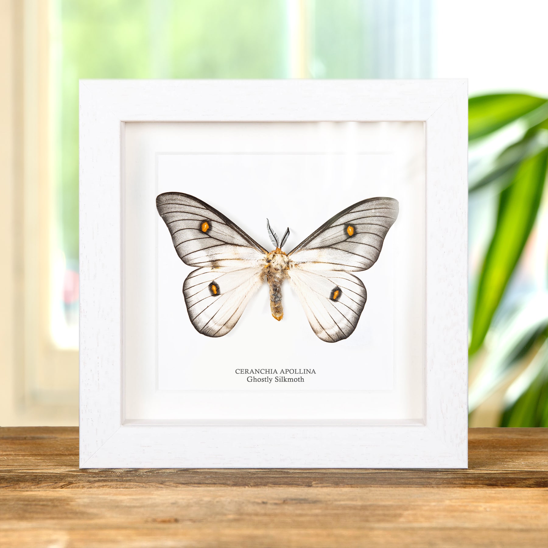 Minibeast Ghostly Silkmoth In Box Frame (Ceranchia apollina)