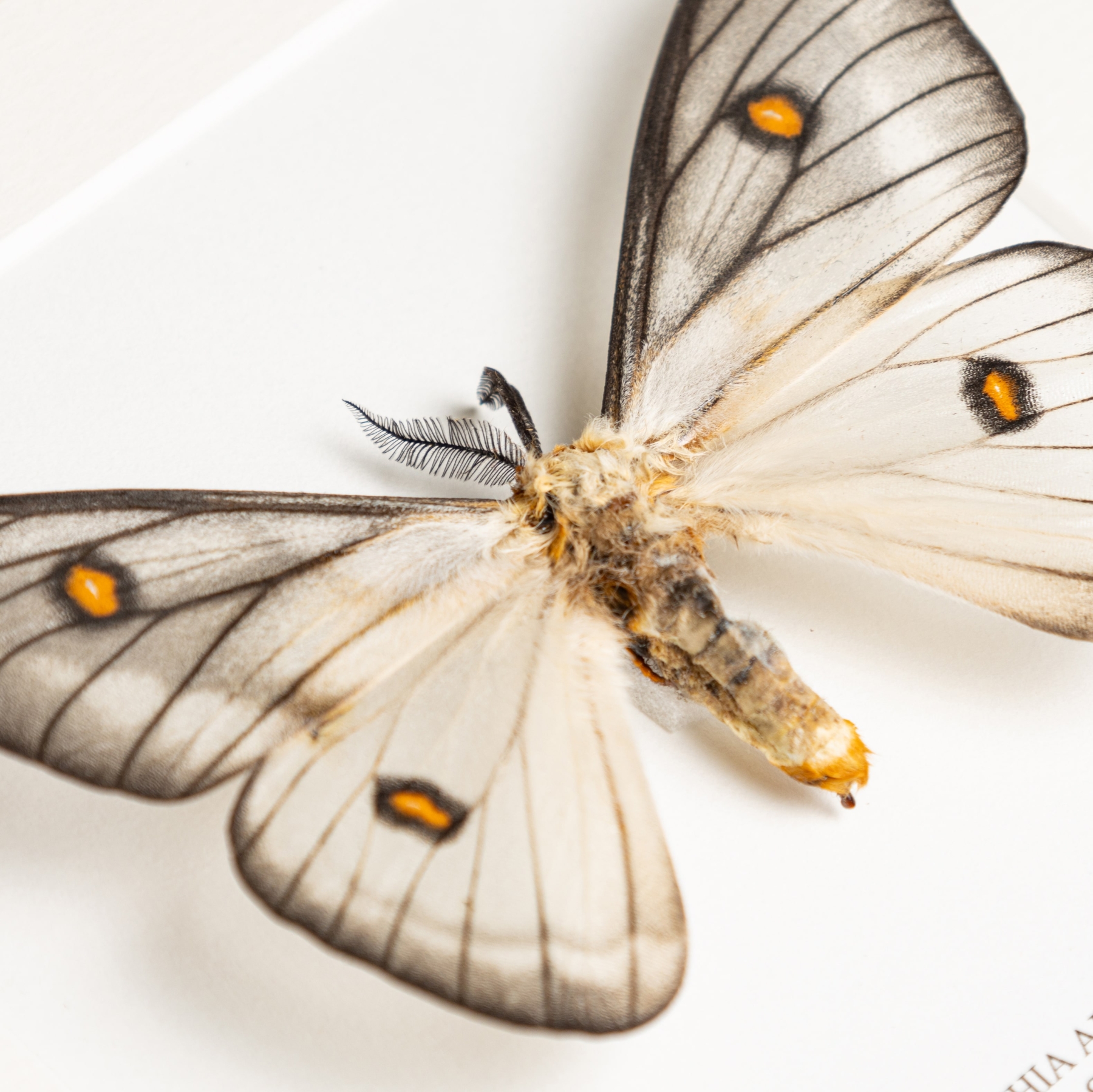 Minibeast Ghostly Silkmoth In Box Frame (Ceranchia apollina)