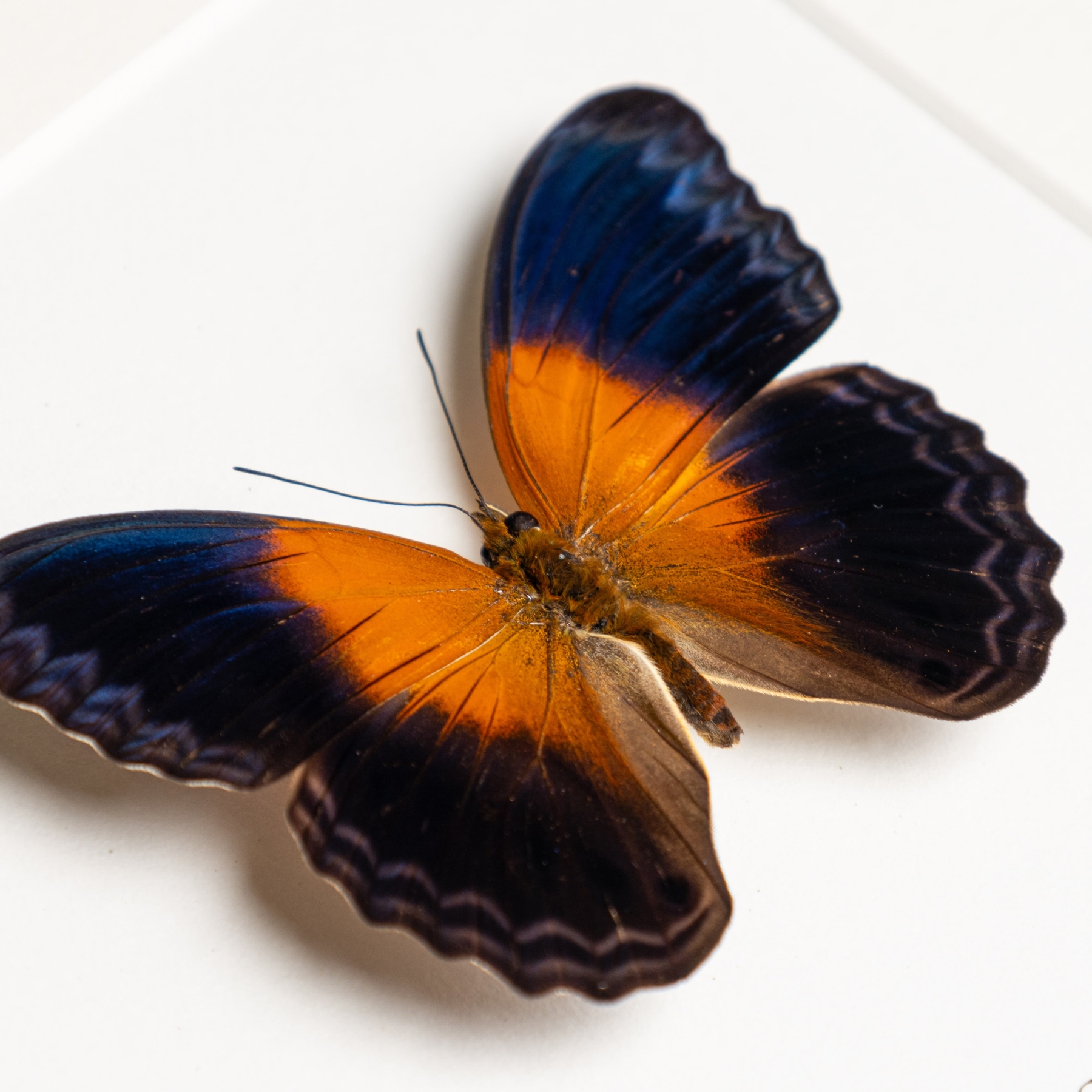 Cirrochroa regina paulowna In Box Frame from indonesia