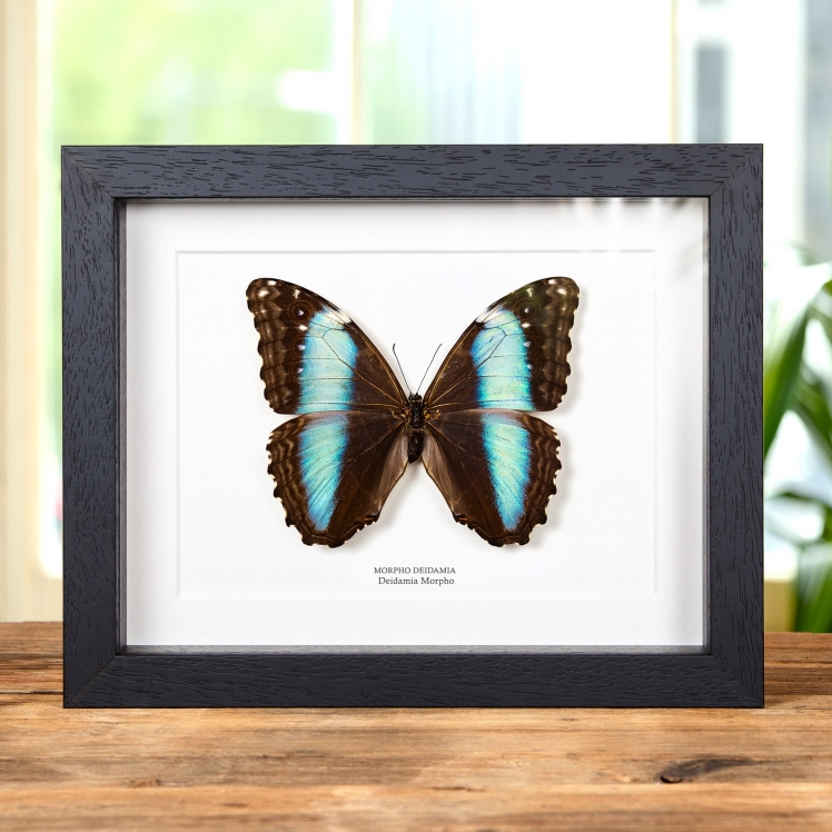 高杉真宙 サイン本Photo Collection MORPHOSIS Amazon.co.jp: 高杉真宙 Photo Collection METAMORPHOSIS 新装版