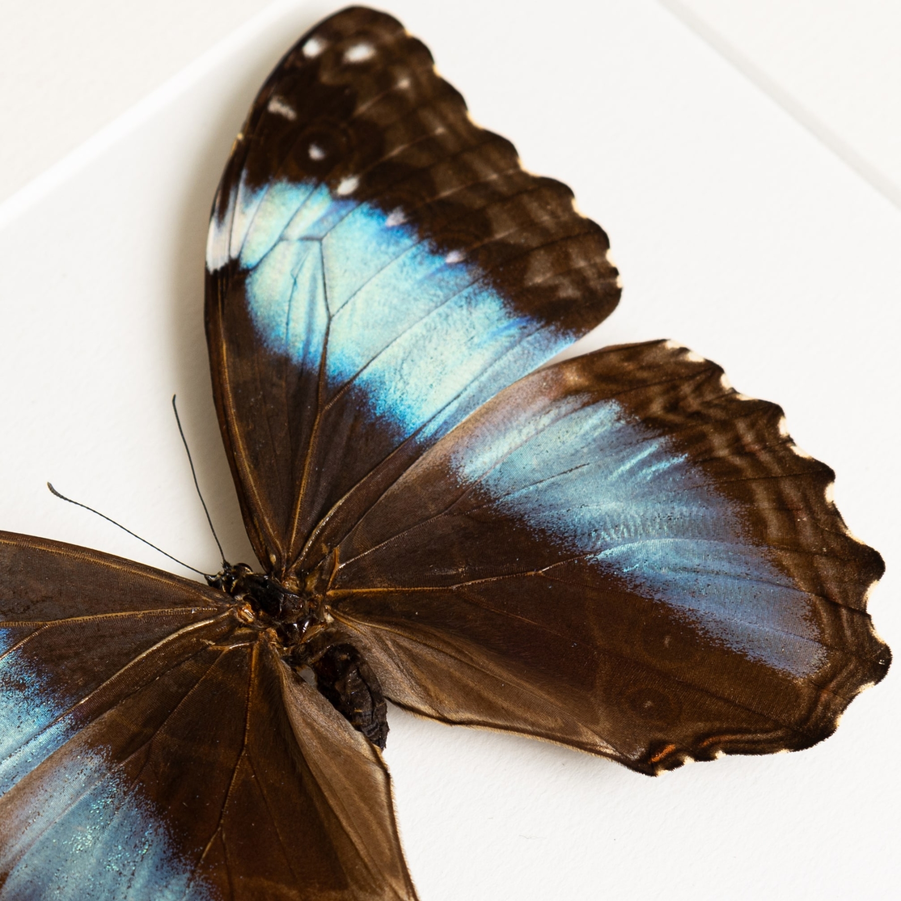 Female Deidamia Morpho Butterfly In Box Frame (Morpho deidamia)