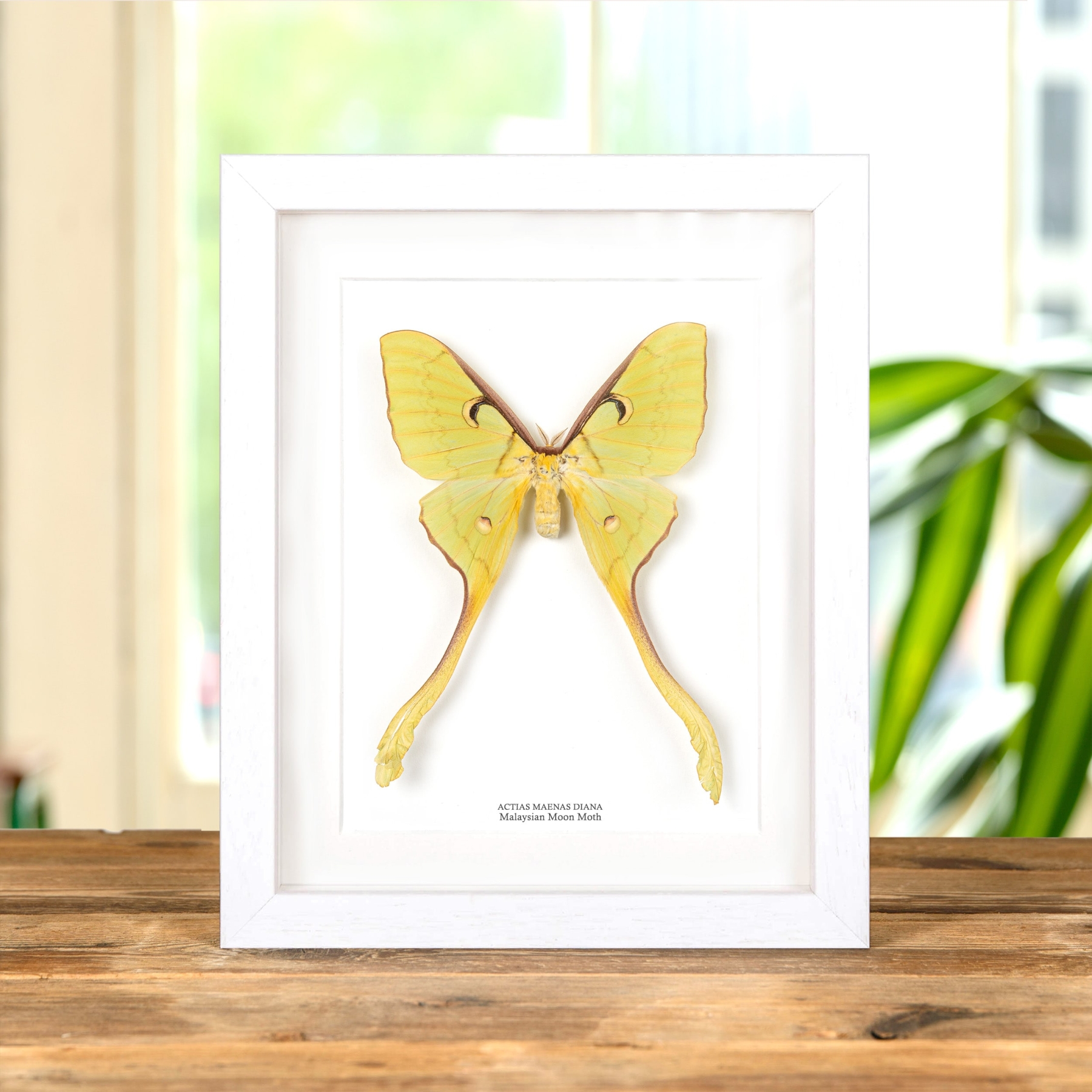 Female Malaysian Moon Moth In Box Frame (Actias maenas diana)
