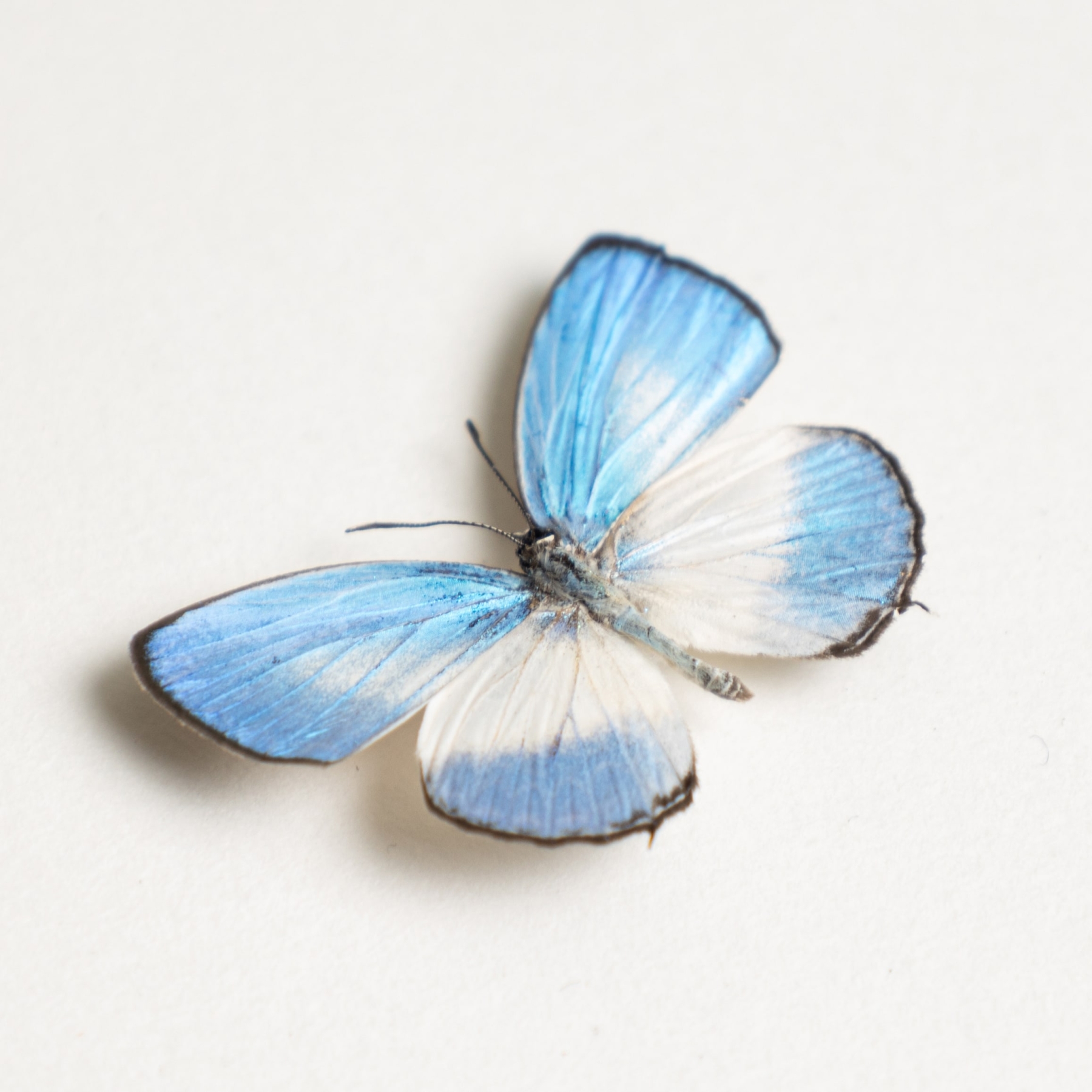 Pointed Line-blue Butterfly In Box Frame (Jamides euchylas)