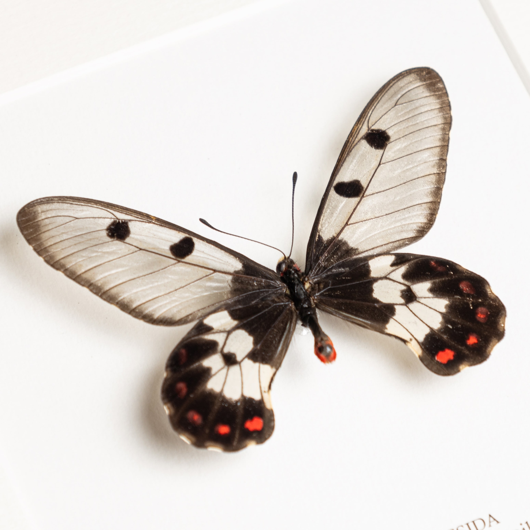 The Clearwing Swallowtail Butterfly In Box Frame (Cressida cressida)