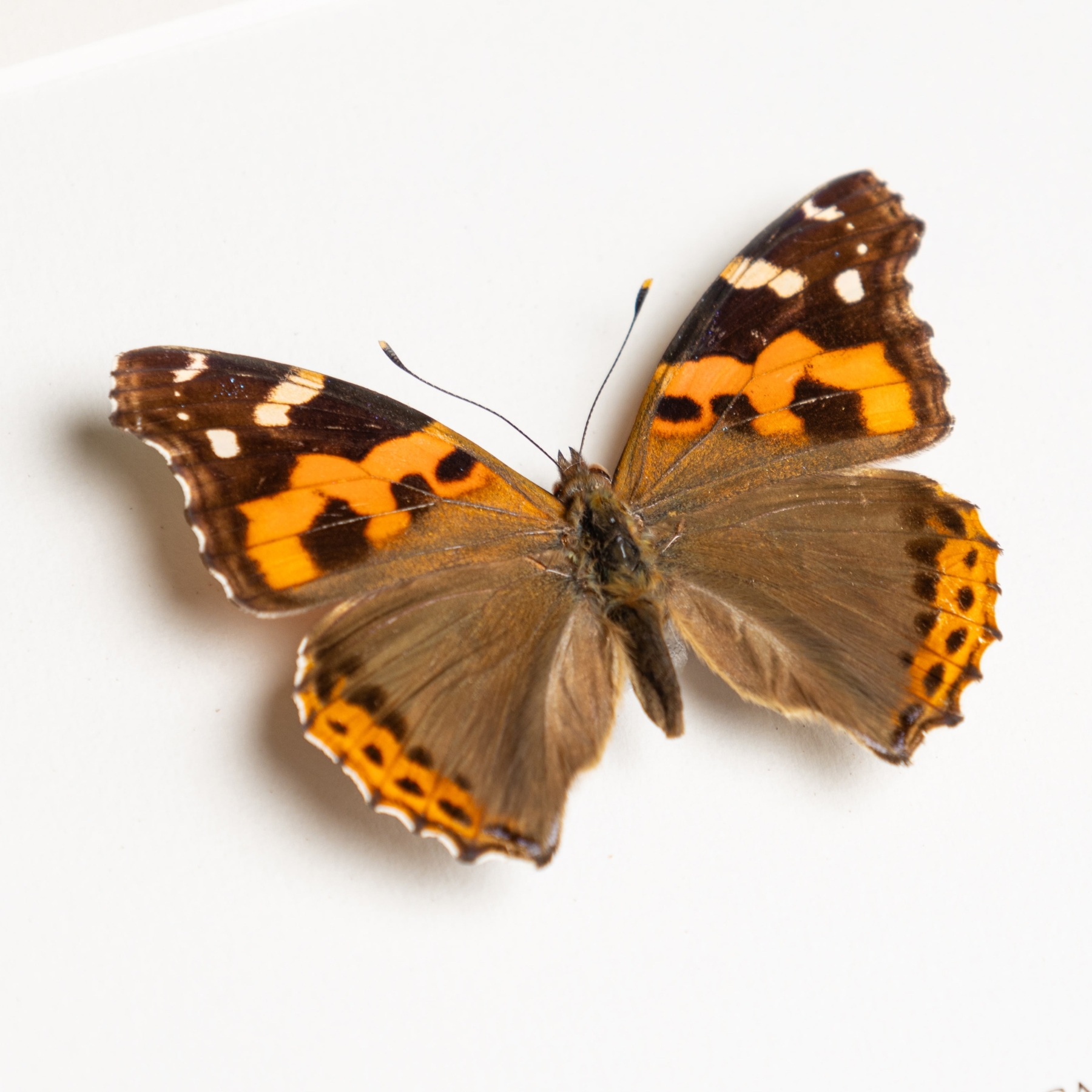 Indian Red Admiral Butterfly In Box Frame (Vanessa indica indica) Indian Red Admiral Butterfly In Box Frame (Vanessa indica indica)