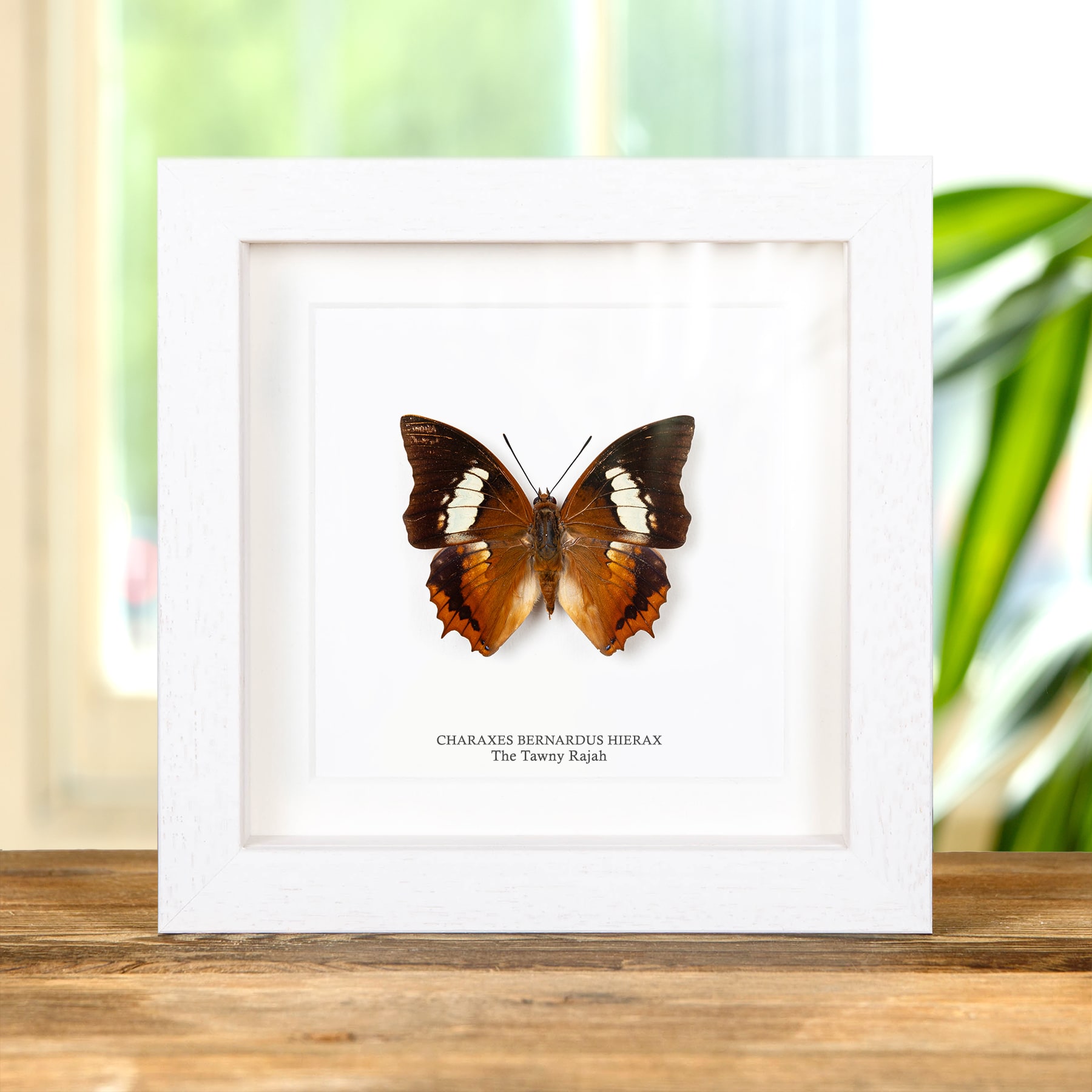The Tawny Rajah Butterfly In Box Frame (Charaxes bernardus hierax)