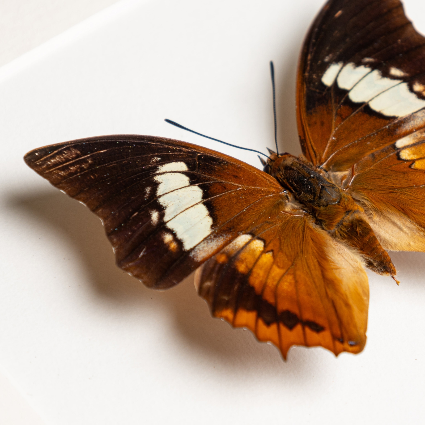 The Tawny Rajah Butterfly In Box Frame (Charaxes bernardus hierax)