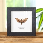 Minibeast Eyed Hawk-moth In Box Frame (Smerinthus ocellatus)