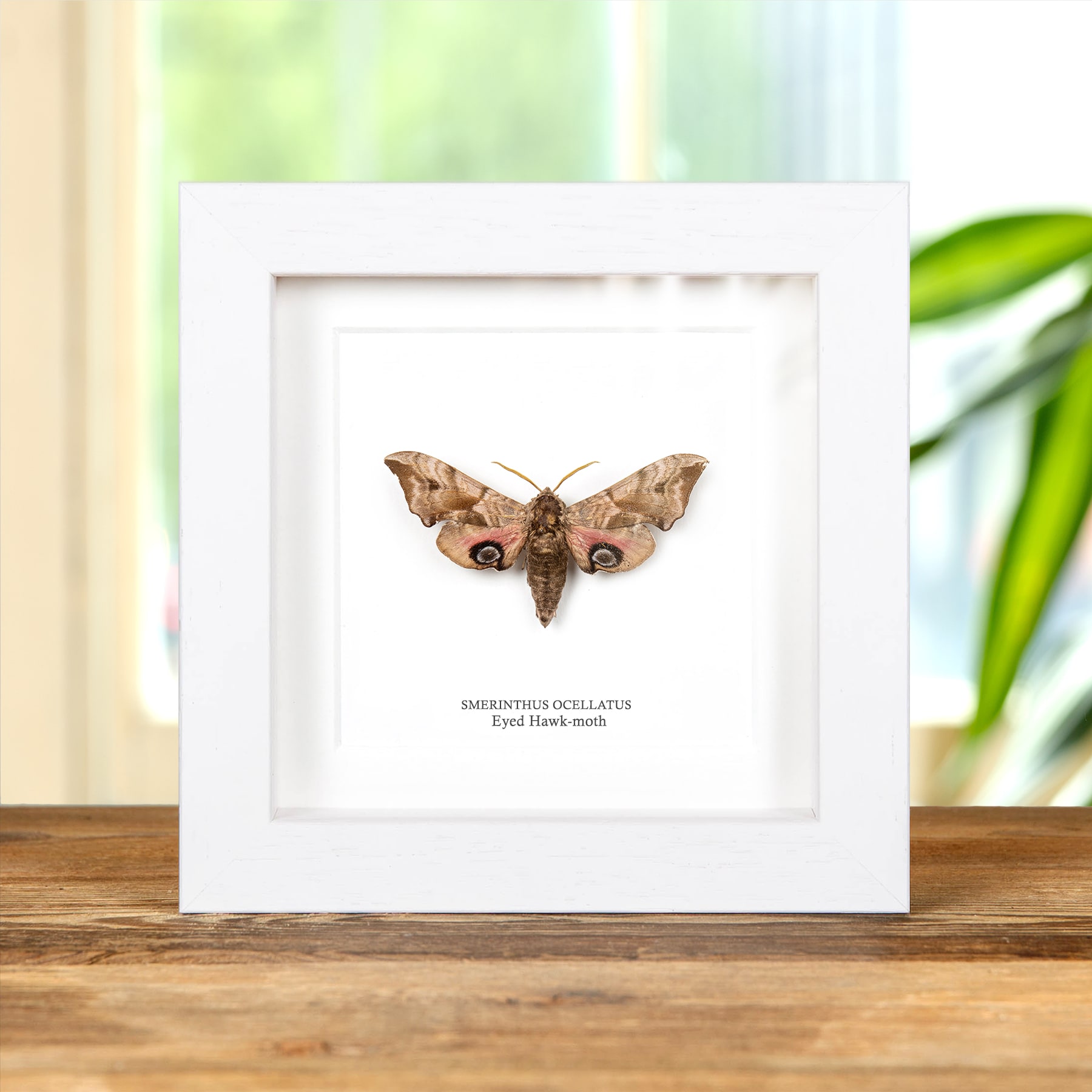 Eyed Hawk-moth In Box Frame (Smerinthus ocellatus)