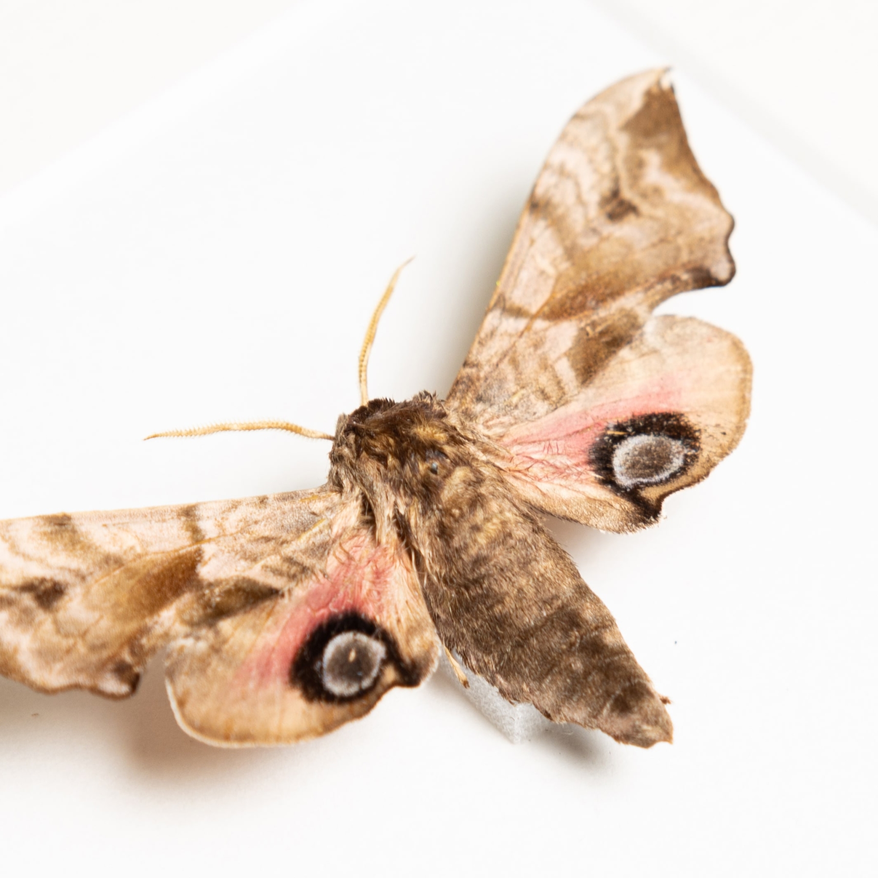 Eyed Hawk-moth In Box Frame (Smerinthus ocellatus)